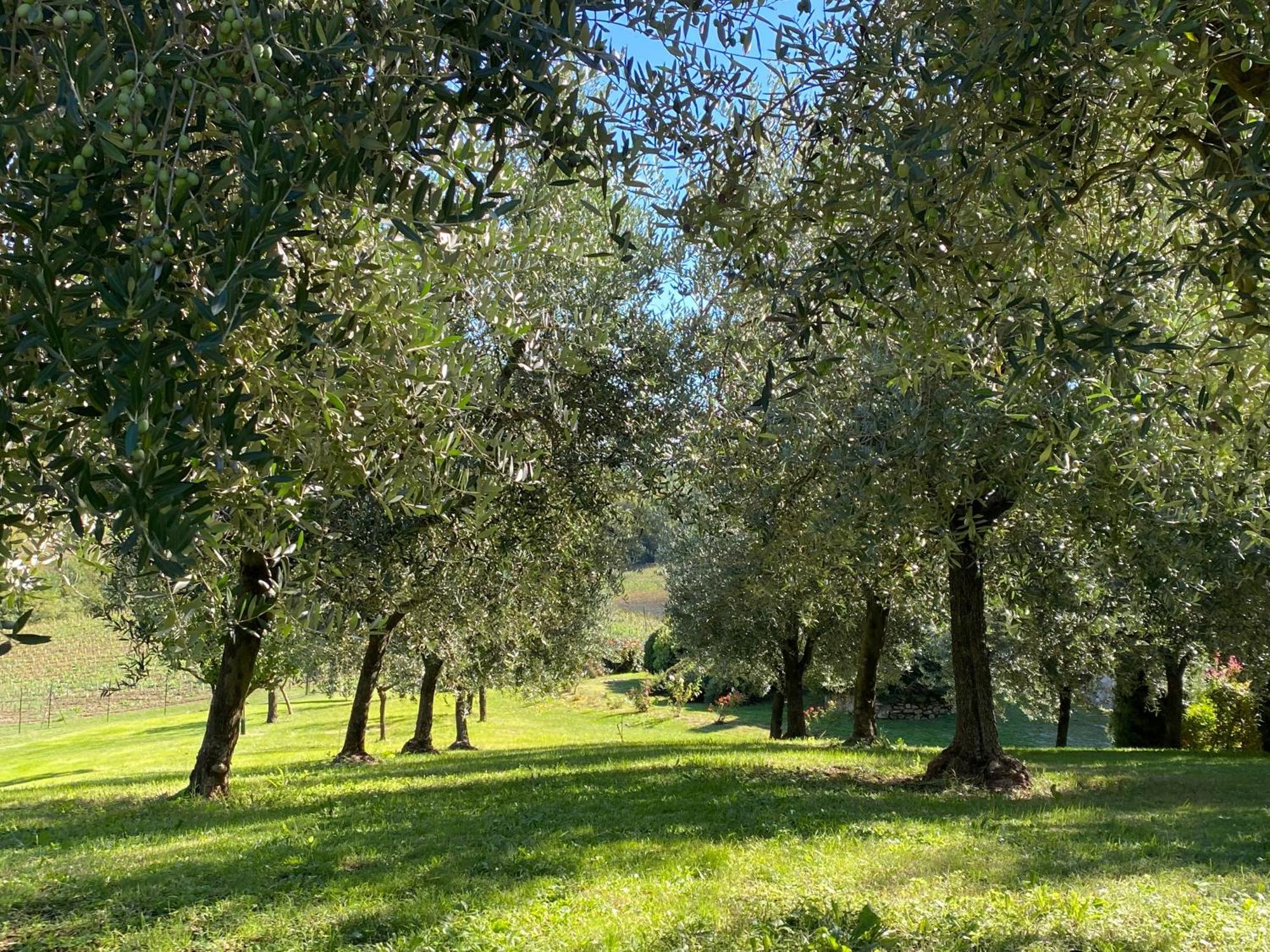 Podere Casanuova Σαν Τζιμινιάνο Εξωτερικό φωτογραφία