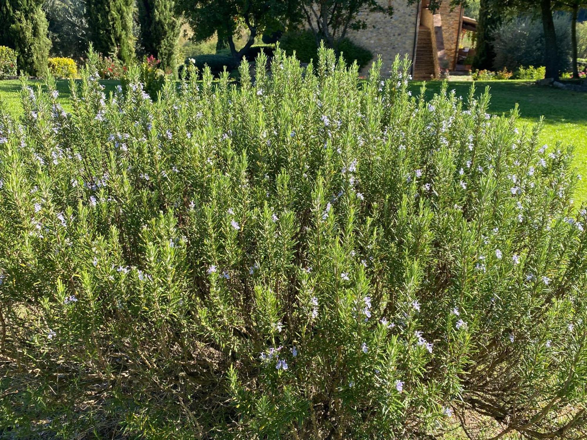 Podere Casanuova Σαν Τζιμινιάνο Εξωτερικό φωτογραφία