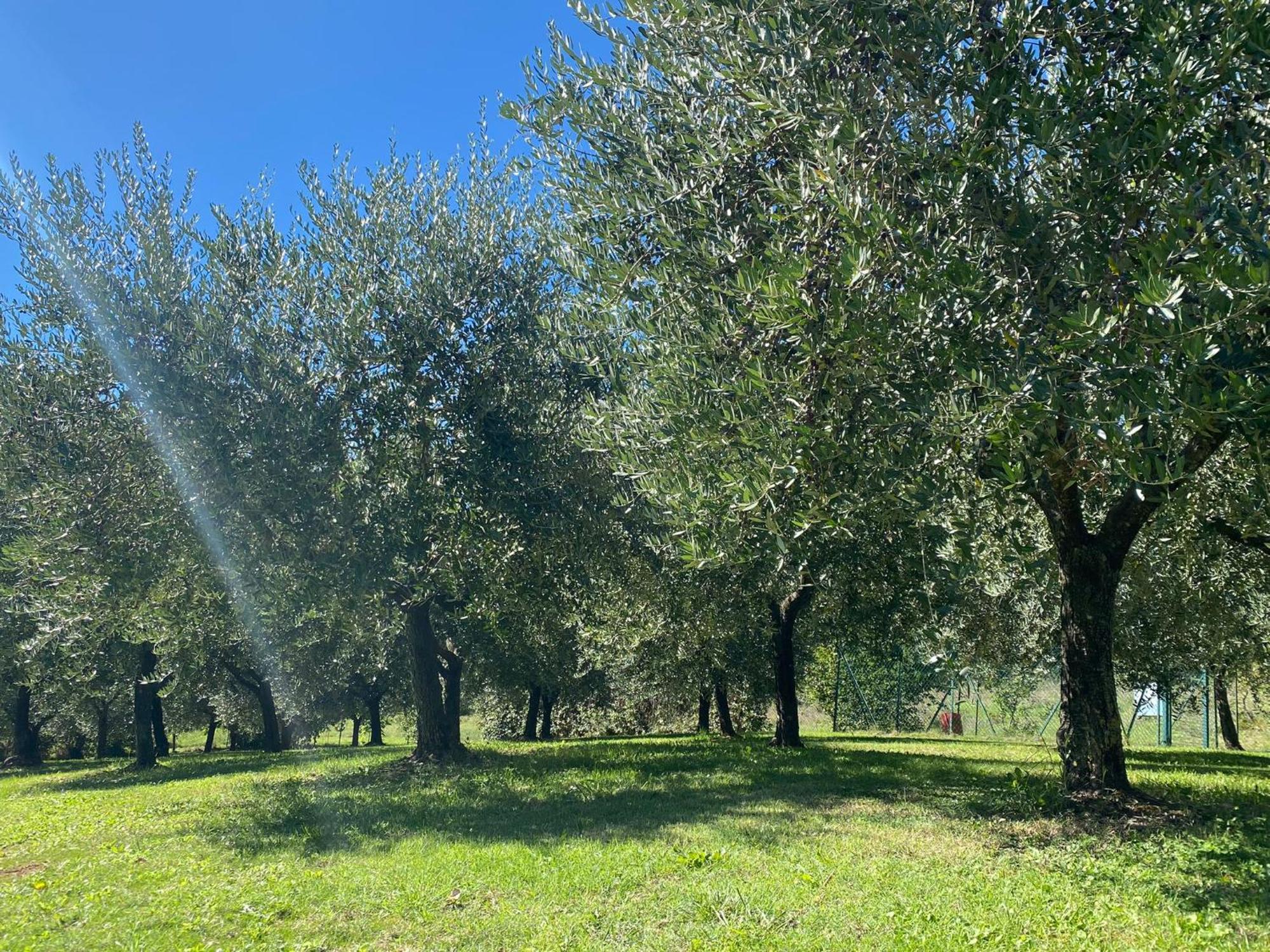 Podere Casanuova Σαν Τζιμινιάνο Εξωτερικό φωτογραφία